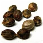 Семена марихуаны АК-47 (Seeds AK-47) в Муроме Семена марихуаны АК-47 (Seeds AK-47) в Муроме